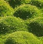Image result for Irish Moss Lawn