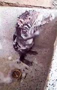 Image result for Rat Cleaning Itself