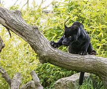 Image result for Panther Wallpaper HD