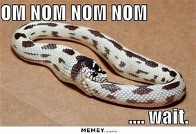 Image result for Snake Smiling Meme