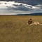 Image result for Masai Mara