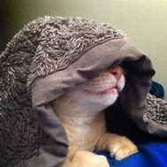 Image result for Funny Cute Cat Pictures