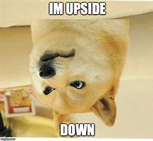 Image result for Dog Laying Upside Down Meme