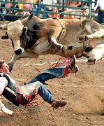 Image result for Funny Bull Fighting