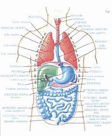 organi interni corpo umano ricerche correlate a corpo umano organi interni fegato organi interni corpo umano ricerche correlate a corpo umano organi interni fegato