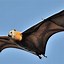 Image result for Adult Flying Fox Bat