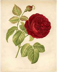 Image result for Argham Kingsley Rose Print
