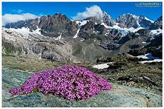 immagini piã di fiori report fiori alta quota alpine flowers fiori di montagna immagini piã di fiori report fiori alta quota alpine flowers fiori di montagna