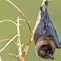 Image result for Bat Eyes