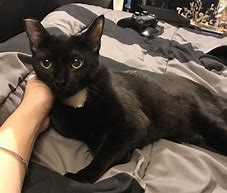 Image result for The Way My Cat Looks at Me Meme