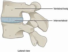 Image result for Spinal Column Vertebrae Numbers