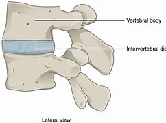 Image result for Spinal Column Discs