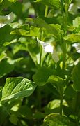 Image result for Physalis franchetii Gigantea