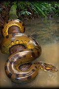 Image result for Amazon River Anaconda Snake