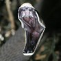 Image result for Black Mamba Snake Facts
