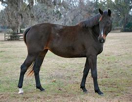 Image result for Dark Bay Andalusian Horse