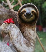 Image result for Sloth Photography