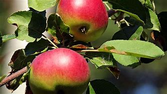 Image result for Wild Red Apple