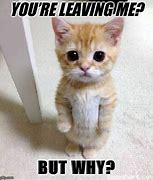 Image result for Hey Hey You Forgot to Leave the Keys Cat Meme