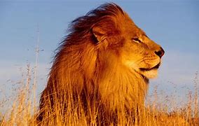 Image result for Delos Lions