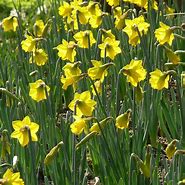 Image result for Narcissus pseudonarcissus subsp. obvallaris