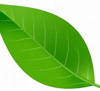 Image result for Leaf Icon.png
