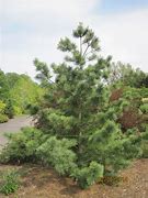 Pinus koraiensis Chanbai に対する画像結果