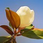 Image result for Magnolia grandiflora Galissonnière