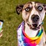 Image result for Dog Friendly Ice Cream