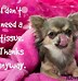 Image result for Cute Chihuahua Meme
