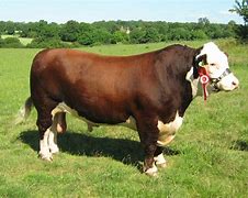 Image result for Bull Male Cow