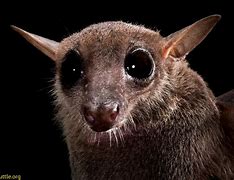 Image result for Bat Animal Eyes
