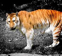 Image result for Rarest Tiger in the World