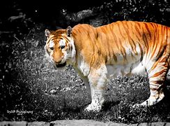 Image result for Rarest Tiger in the World