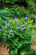 Image result for Clematis integrifolia Blue Ribbons