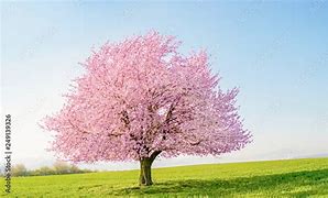 桜の木 的图像结果