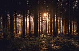 Image result for Dark Wood Forest Trees