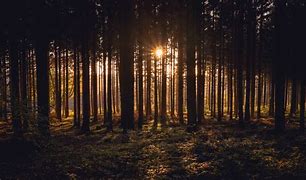 Image result for Light and Dark Forest