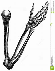 Image result for Bones