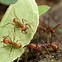 Image result for Male Ant