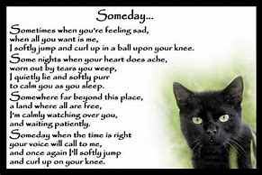 Image result for Loss of a Black Cat