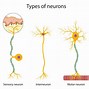 Image result for Labeled Diagram of a Sensory Neuron