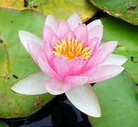 Image result for Vietnamese Lotus Flower