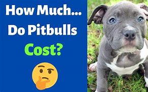 Image result for Blue Nose Fawn Pitbull