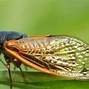 Image result for Annual Cicada