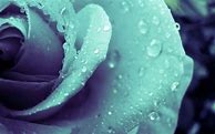 Image result for Cool Flower Wallpapers