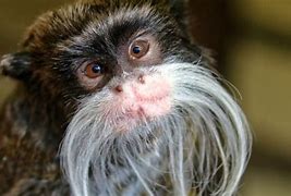 Image result for Unusual Animals