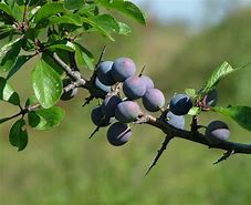 Image result for Tree with Small Black Fruit