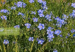 Image result for Linum perenne Saphir