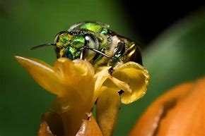 Image result for Green Bee Florida